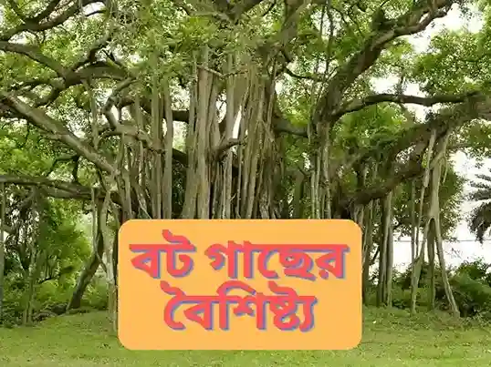 বট গাছের বৈশিষ্ট্য