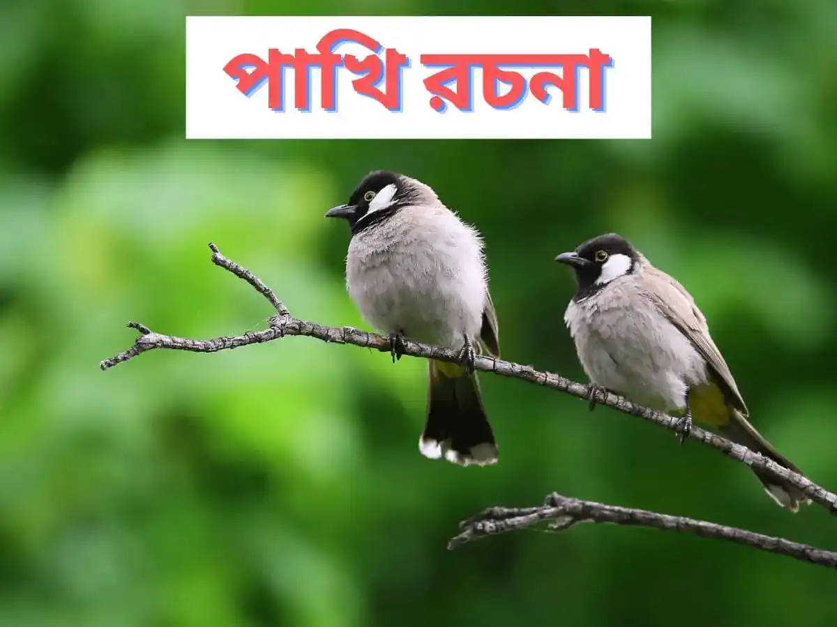 পাখি রচনা