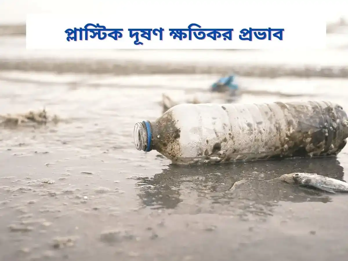 প্লাস্টিক দূষণের ক্ষতিকর প্রভাব